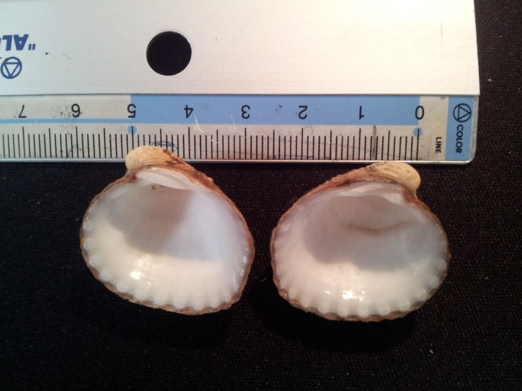 Cardiidae da catalogare